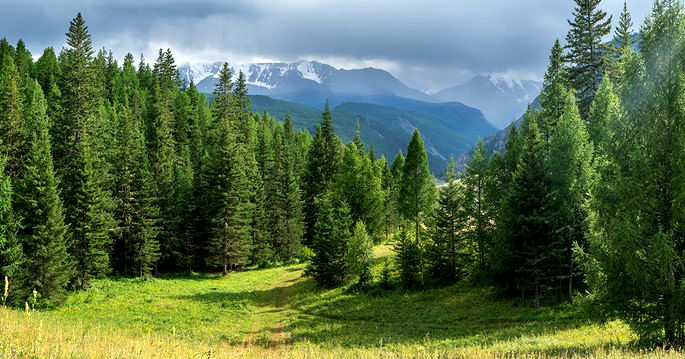 Quais são as Características da Vegetação de Altitude?