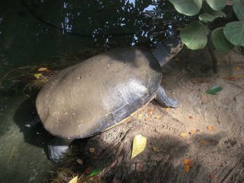 Tartaruga-da-Amazônia