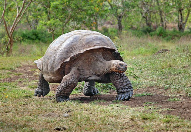 Tartaruga gigante de galápagos
