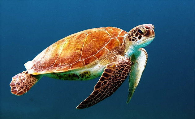 Animais Vertebrados Quais S o Suas Classifica es E Exemplos Toda Animais Vertebrados Quais S o Suas Classifica es E Exemplos Toda