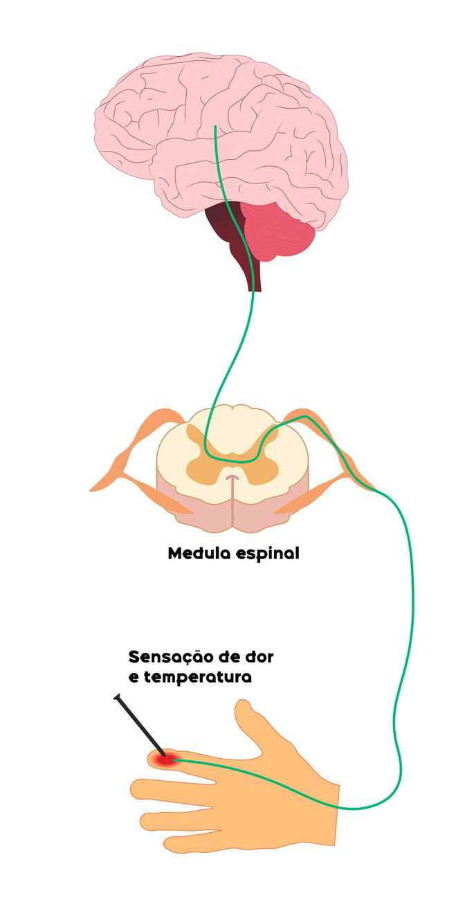 tato-sistemasensorial