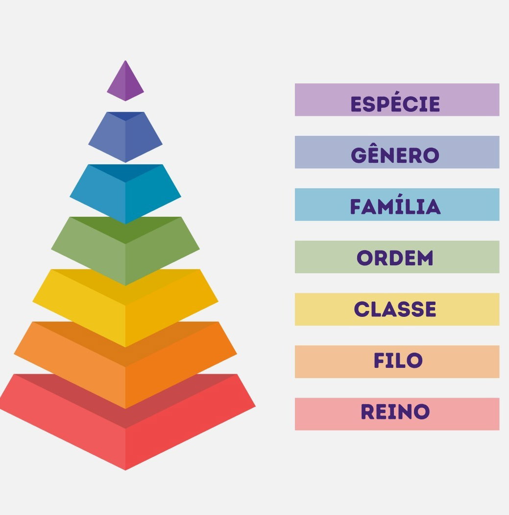 O que é taxonomia e como é feita a classificação biológica - Toda Matéria