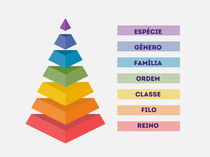 O que é taxonomia e como é feita a classificação biológica