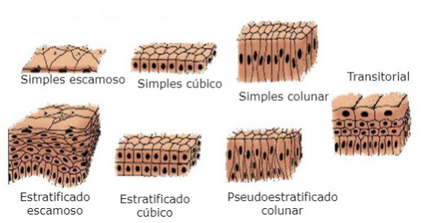 Tecido Epitelial