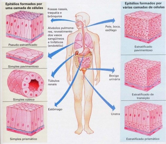 tipos de tecido epitelial