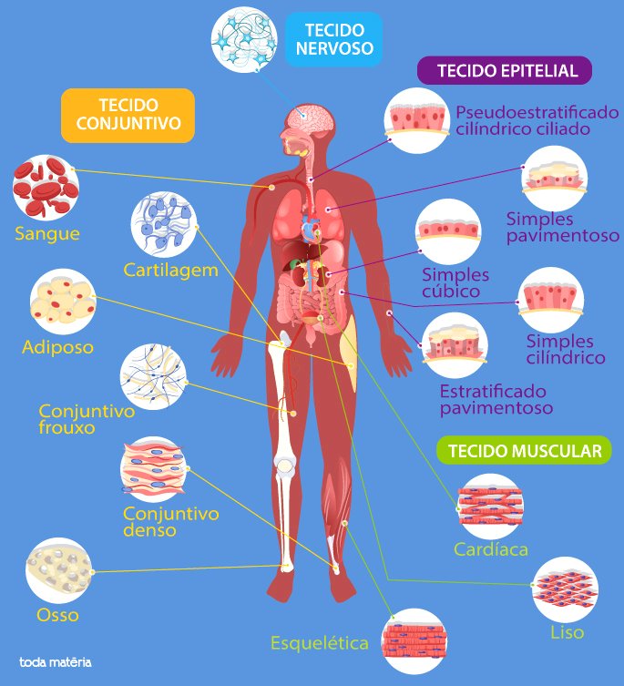 Entenda O Corpo Humano Suas Partes órgãos E Anatomia Toda Matéria