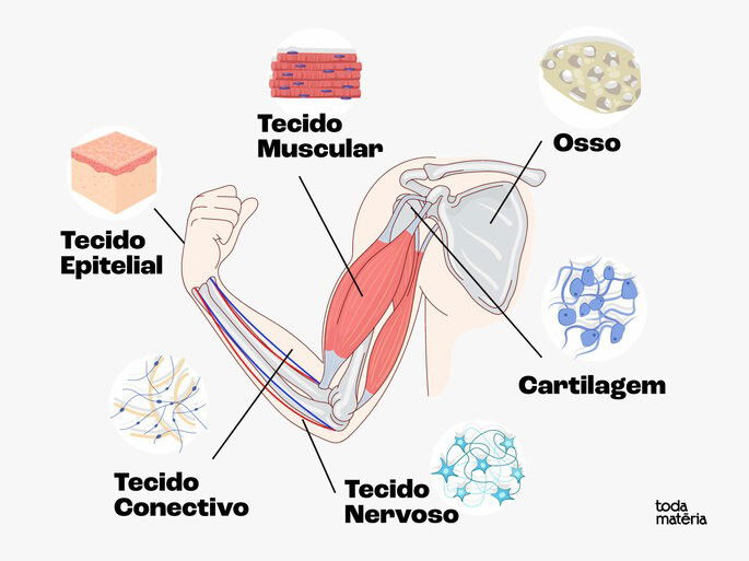 tecidos do corpo