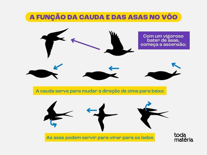 Técnicas de voo das aves