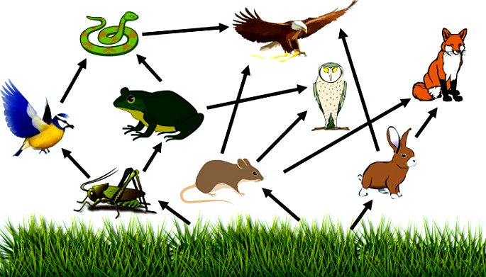 atividade da cadeia alimentar da coruja