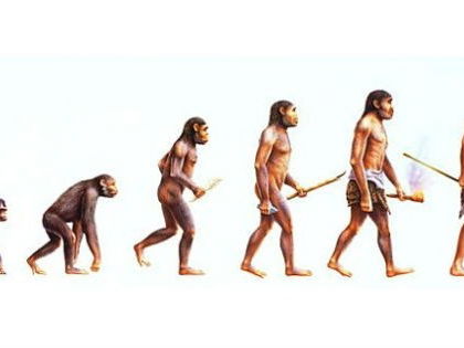 Trabalho teoria da evolução