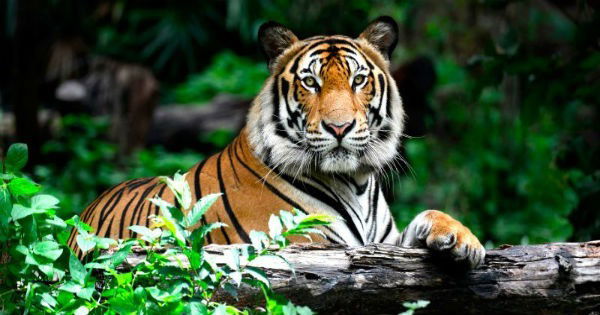 O Tigre 🐯 Curiosidades sobre os tigres que você precisa saber. Os mai