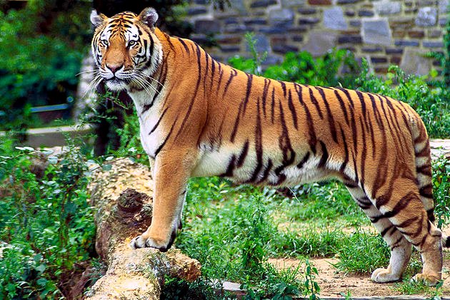 O Tigre 🐯 Curiosidades sobre os tigres que você precisa saber. Os mai