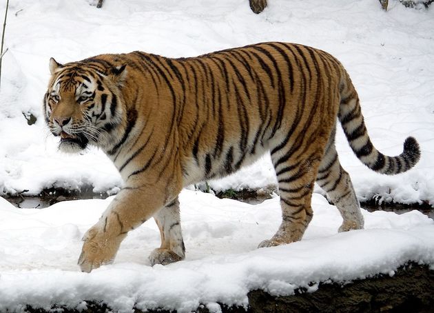 O Tigre 🐯 Curiosidades sobre os tigres que você precisa saber. Os mai