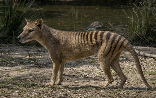 Lobo da tasm&acirc;nia