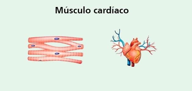 músculo cardíaco