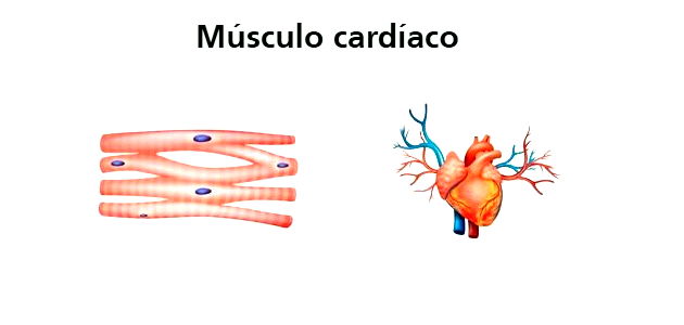 músculo cardíaco