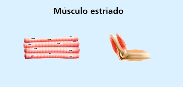 musculo estriado