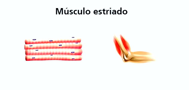 musculo estriado