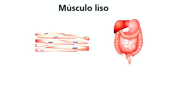 músculo liso