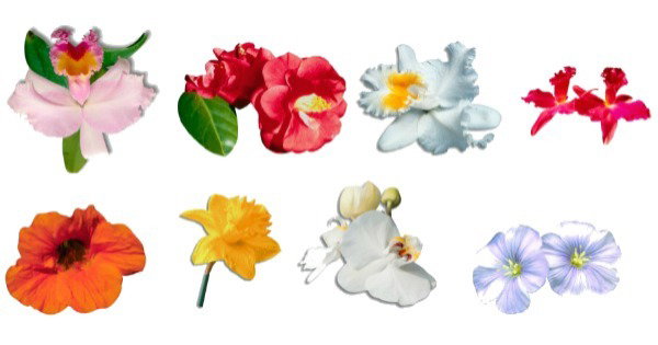 Tipos de flores e suas funções