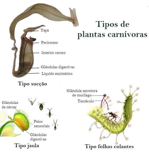 tipos de armadilhas - plantas carnívoras