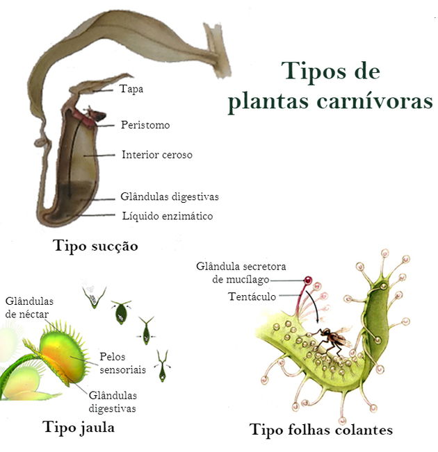 Curiosidades del tipo:planta