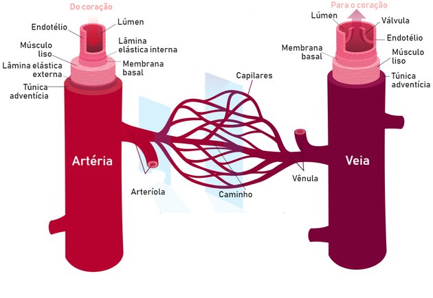 Anatomie der Arterien
