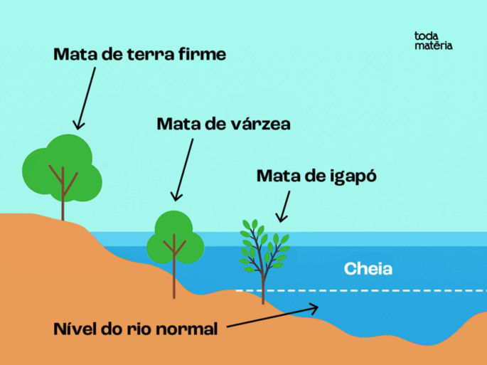 Tipos de formações vegetais da Amazônia