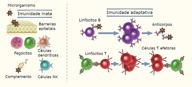 tipos de imunidades