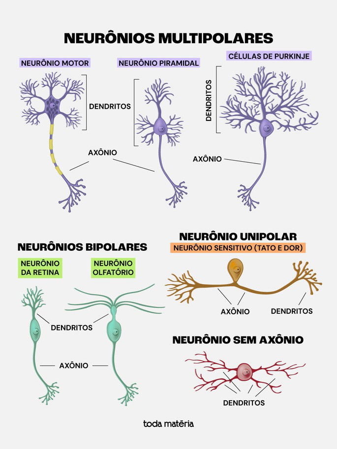 Formas diferentes dos neurônios