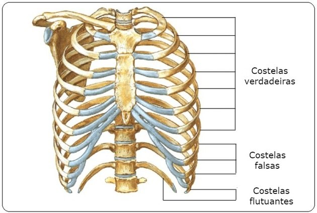 chest bones