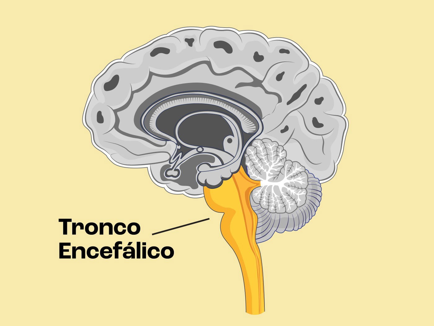 Anatomia Macroscópica Do Bulbo Ou Medula Oblonga Ponte E Mesencéfalo