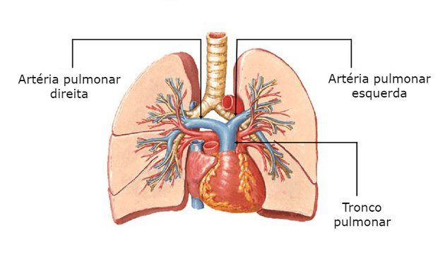 Sistema del tronco polmonare