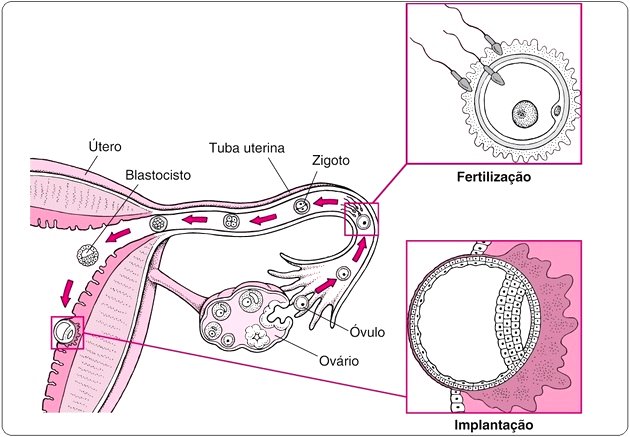 Aparelho reprodutor feminino de serpente, evidenciando os ovários