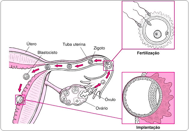 Aparelho Genital Feminino - Gineco