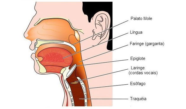 Órgãos e anexos do Trato Digestório Alto