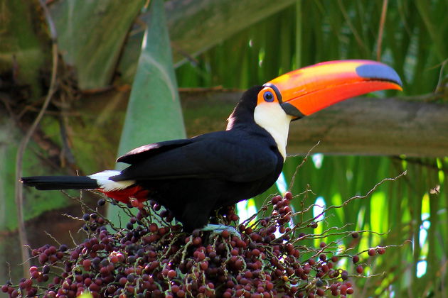 Tucanuçu (Ramphastos toco)