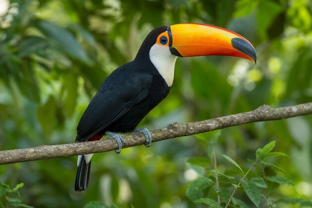 Tucanu&ccedil;u (Ramphastos toco)