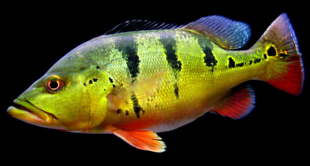 Tucunaré (Cichla ocellaris)