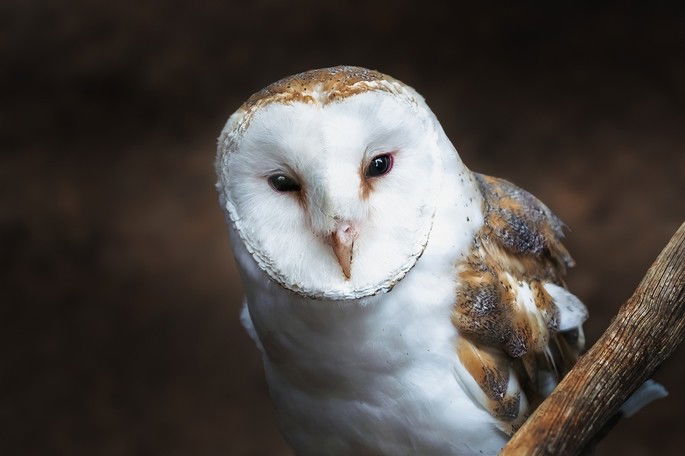 Tyto furcata