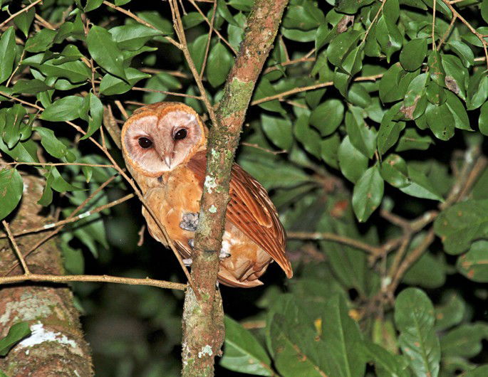 Tyto soumagnei