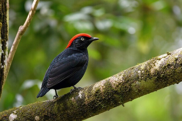 Uirapuru (Cyphorhinus aradus)