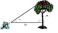 Cálculo Trigonométrico - Triângulo Retângulo