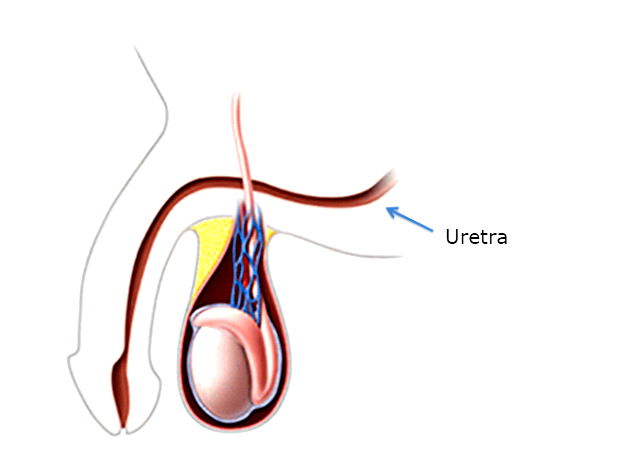 Órgãos do sistema reprodutor masculino: Anatomia, função