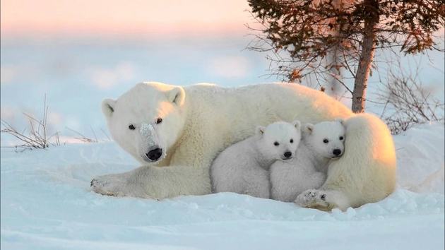 Urso Polar Características E Comportamento Toda Matéria 