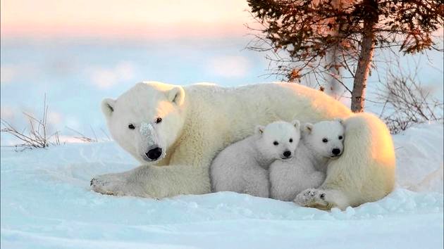 urso polar reprodução