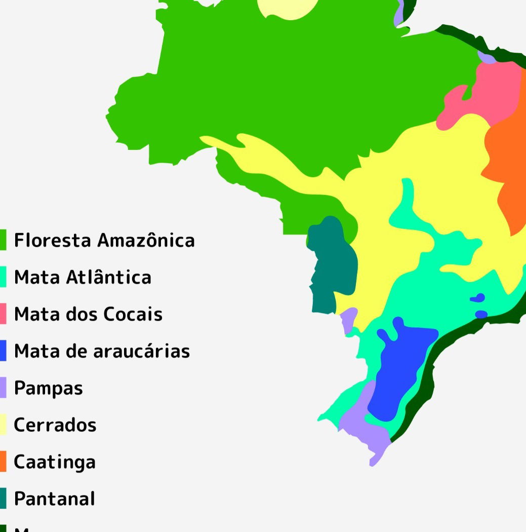 Plantas da Mata Atlântica: 10 Desenhos para Imprimir e Colorir