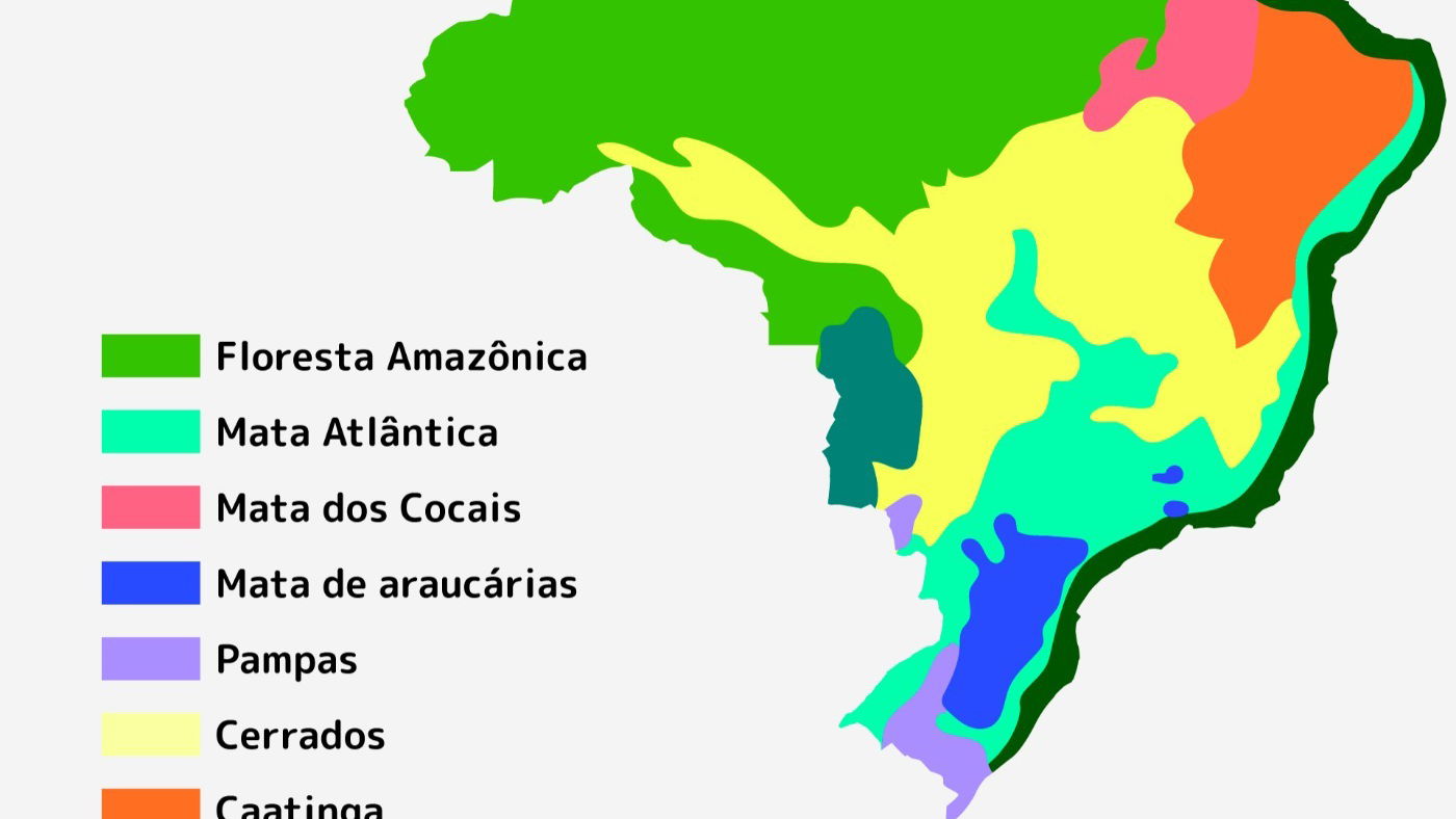 Aula de Geografia: Vegetação 