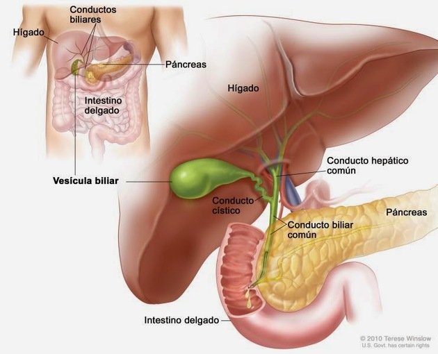 anatomia da vesícula biliar