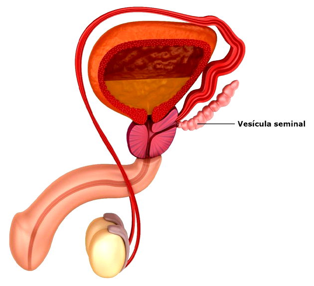 Órgãos do sistema reprodutor masculino: Anatomia, função